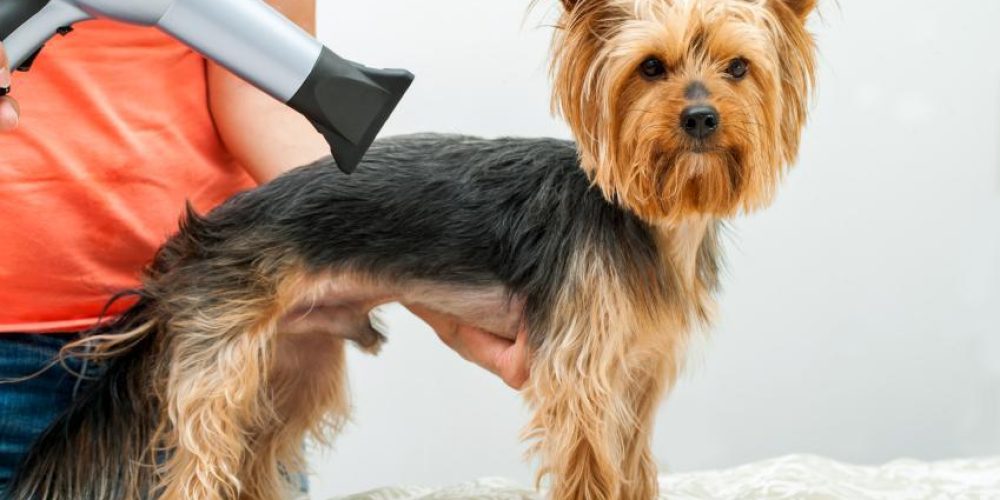 Precisely What Is Dog Blow Dryer? How Is It Great For The Groomers?