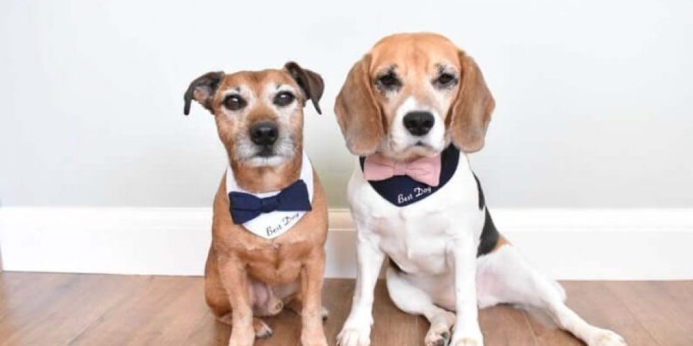 Dog wedding Attire That Will Make Dog weddings Extra Special