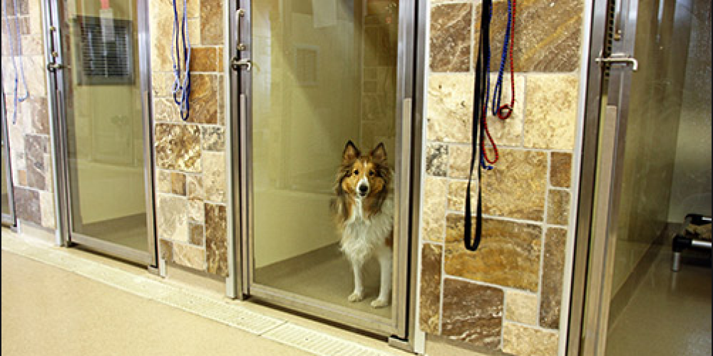 Get the very best look after your pet at canine boarding, The Barkly