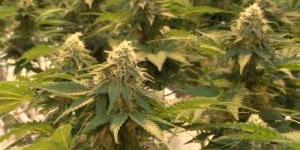 CBD oil (Olio CBD) essential because of its positive aspects within its use in the market