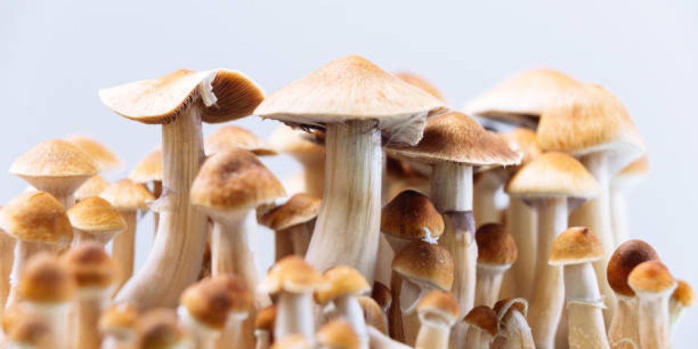 An excellent getaway bust spot to get really crystal clear fresh clean mushrooms in Washington, DC