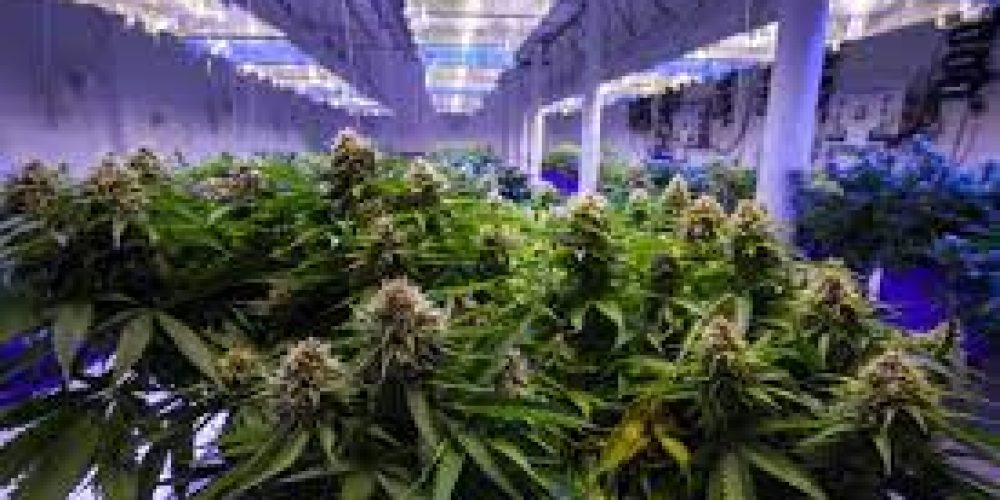 Learn how the Cannabis real estate services can last