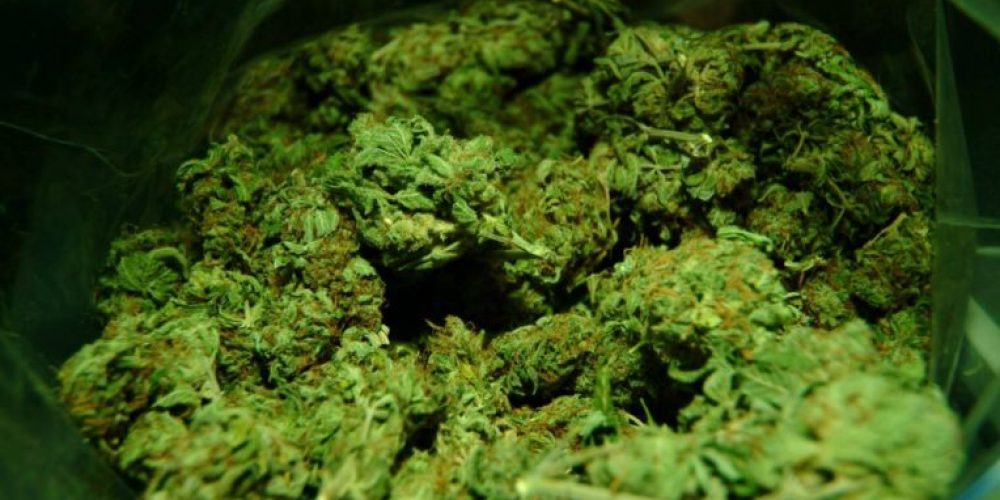 Purple Lamborghini: The Strain that Reduces Chronic Pain and Insomnia