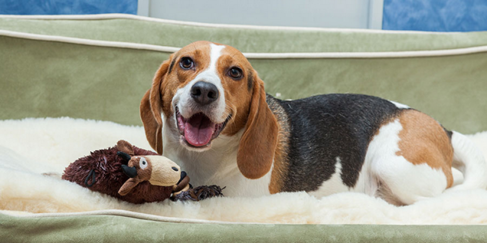 You’ll locate the best comfort to your canine here