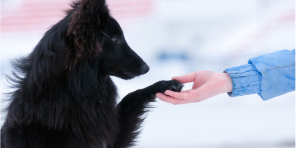 Stop your Dog peeing on bed by using these tactics