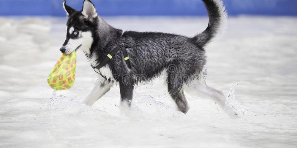 Husky Locks: The Right Place to locate Drop-Free of charge Dog Jackets