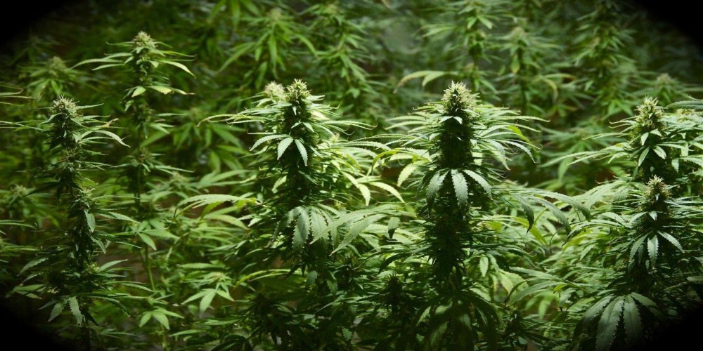 Huile CBD: All About This Enhancement Oil